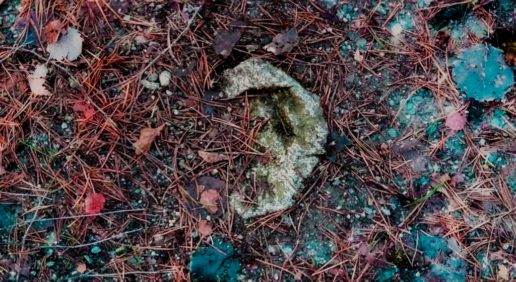 Photo of brown pine tree needles, green and brown leaves, lichen, and stone in the shape of a human ear. 